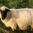 Schaf im Morgennebel bei durchbrechender Morgensonne - Schöne Ostern