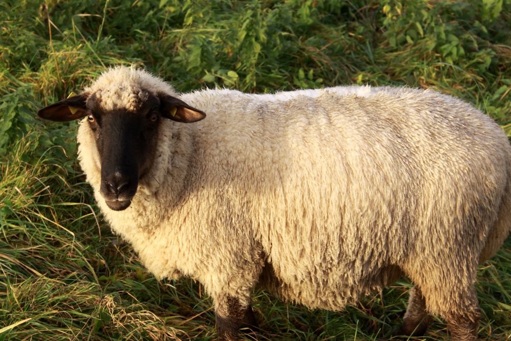 Schaf im Morgennebel bei durchbrechender Morgensonne - Schöne Ostern