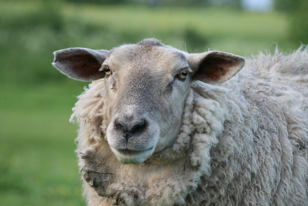 Schaf im Portrait Foto & Bild tiere, natur Bilder auf