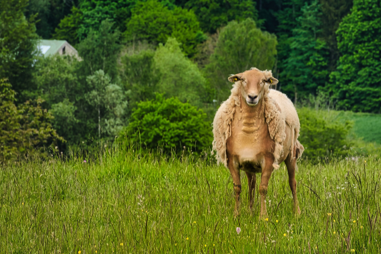 Schaf im Schafspelz