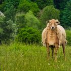 Schaf im Schafspelz