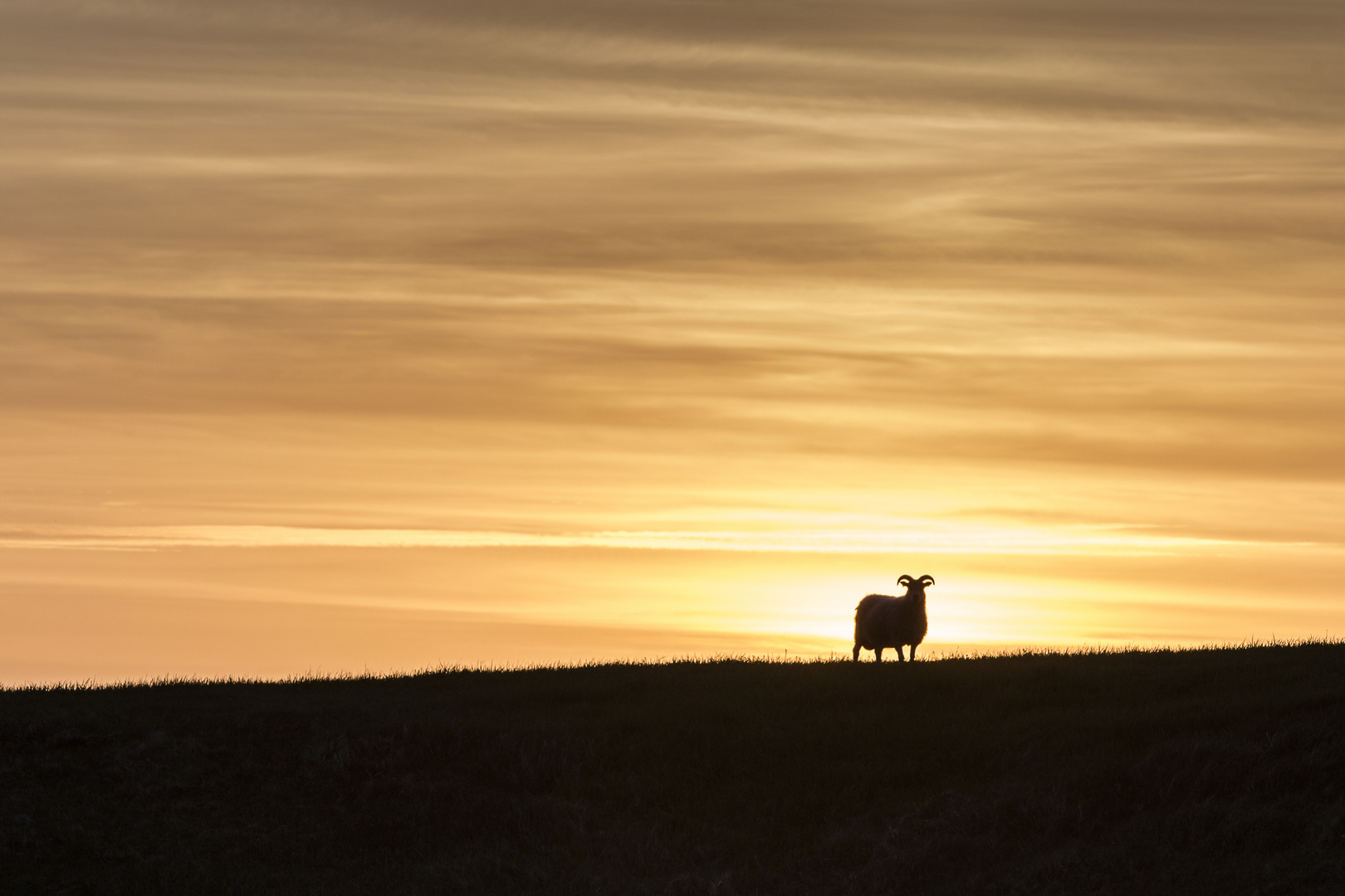 Schaf im Sonnenuntergang auf Island