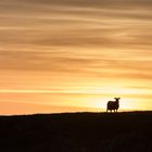 Schaf im Sonnenuntergang auf Island