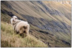 Schaf im Wind