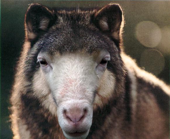 Im Wolfspelz Im Wolfspelz