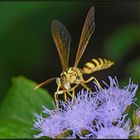 Schaf im Wolfspelz: Schmetterling als Wespe (Costa Rica)