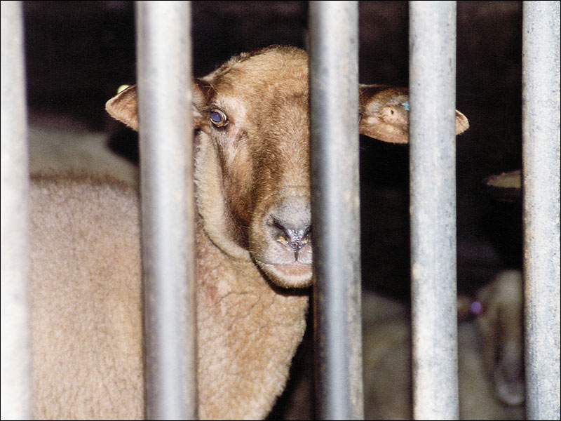 Schaf in der "Nutztierhaltung"