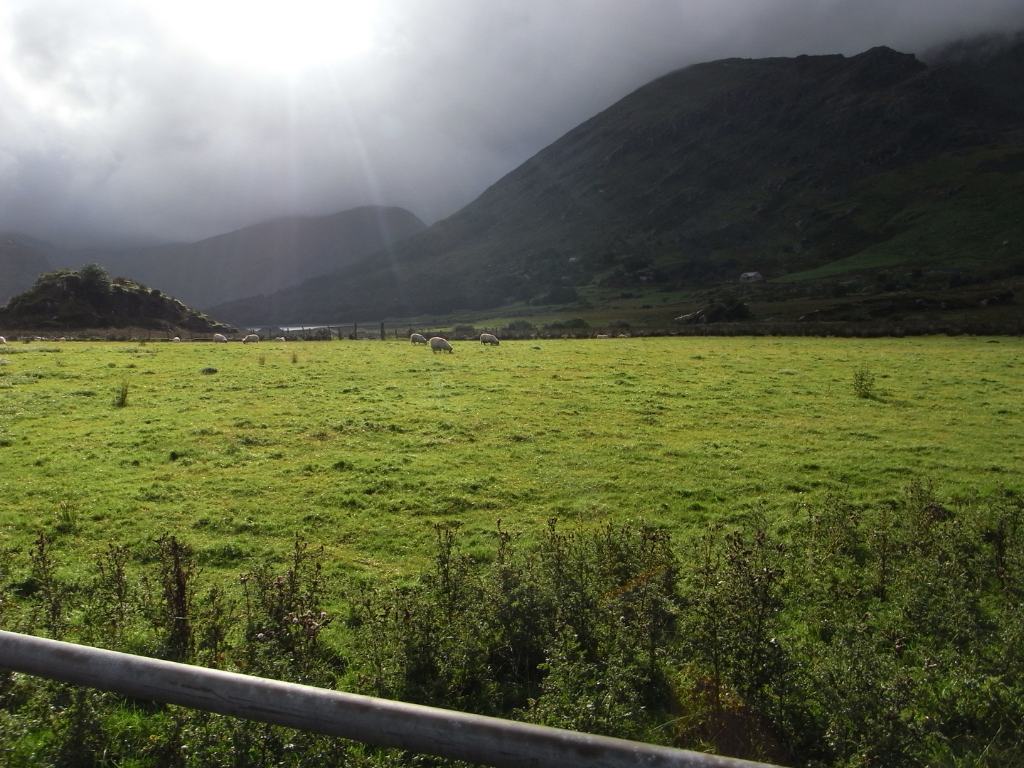 Schaf in Irland müsste man sein