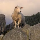 Schaf in Norwegen