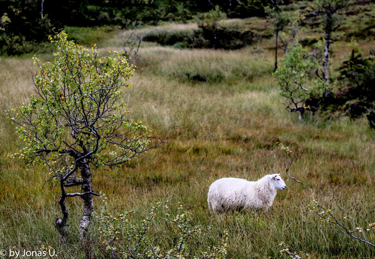 Schaf in Norwegen