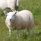 Schaf in Schottland