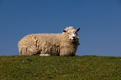 Schaf in Westerhever