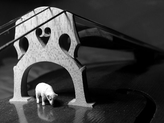 schaf liebt cello II