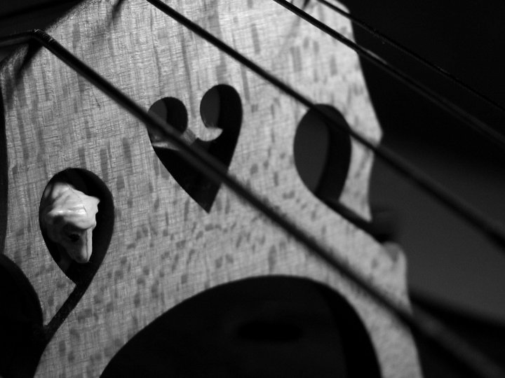 schaf liebt cello XII