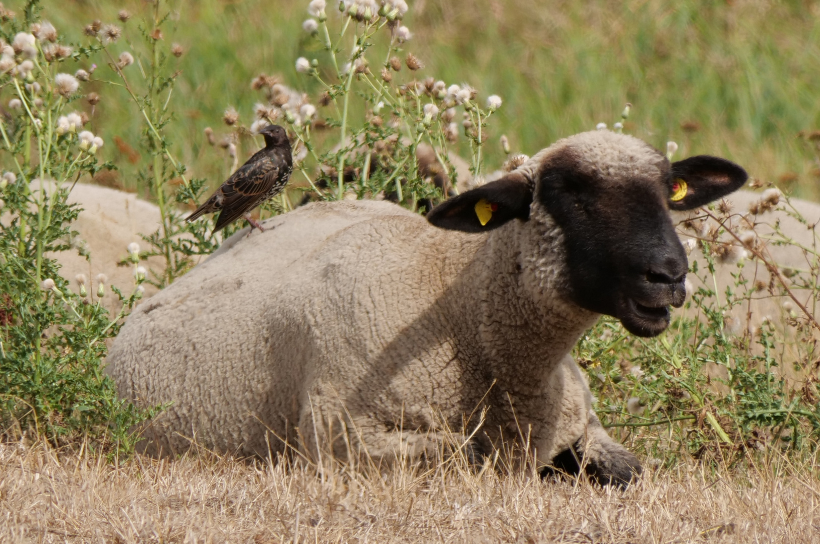 Schaf mit Begleitung 