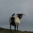 Schaf mit Freund