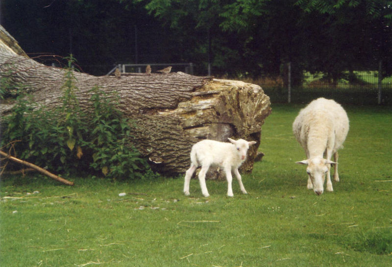 !!! Schaf mit ihrem Baby im Streichel Zoo !!!
