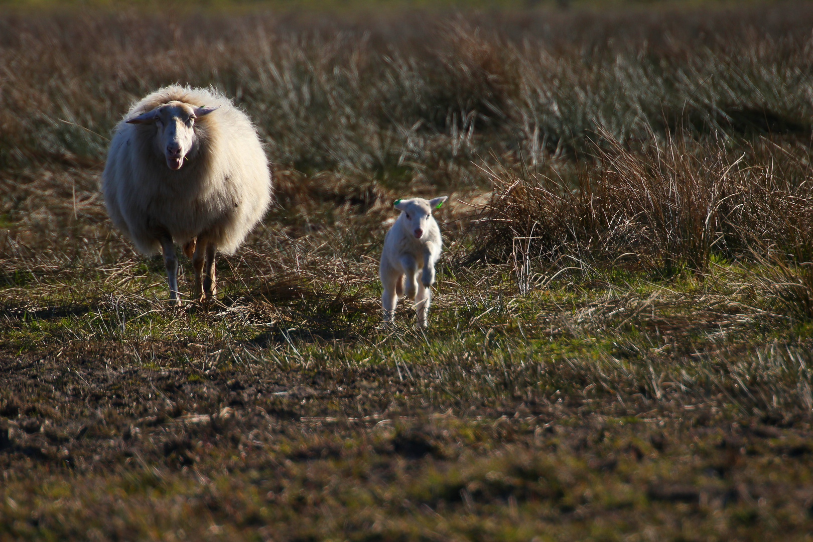 Schaf mit Lamm im Streiflicht