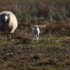 Schaf mit Lamm im Streiflicht