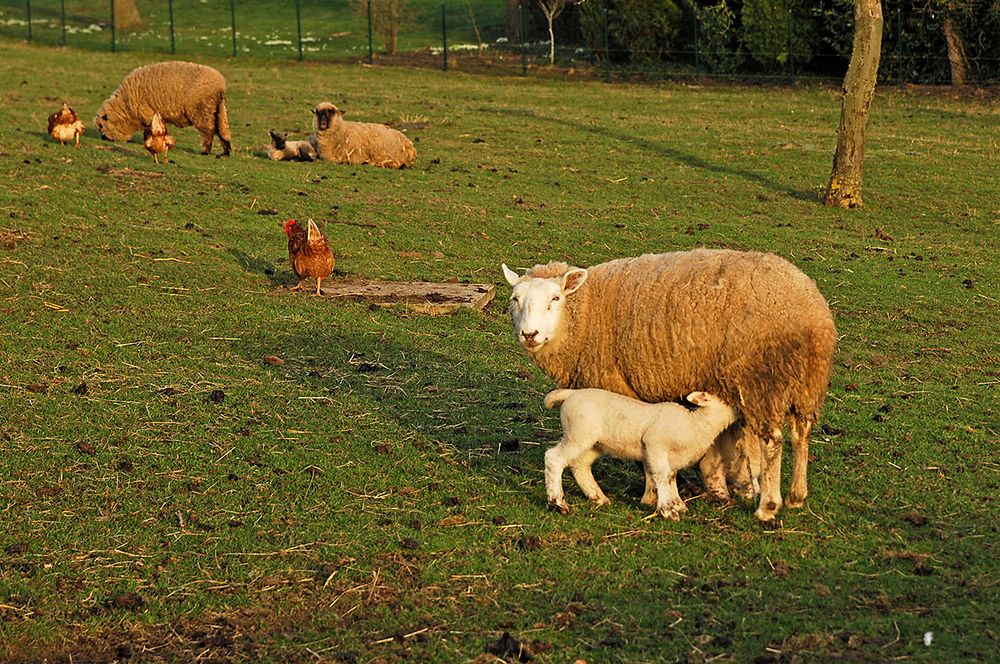 Schaf mit Lamm (zur Einstimmung auf Ostern:-)