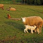 Schaf mit Lamm (zur Einstimmung auf Ostern:-)