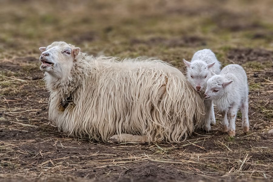 Schaf mit Nachwuchs