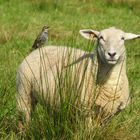 Schaf mit Untermieter