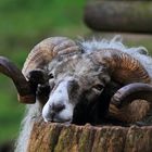 Schaf ruht sich aus