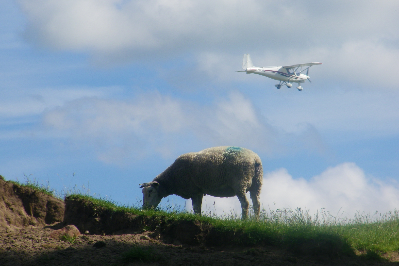 Schaf trifft Flugzeug