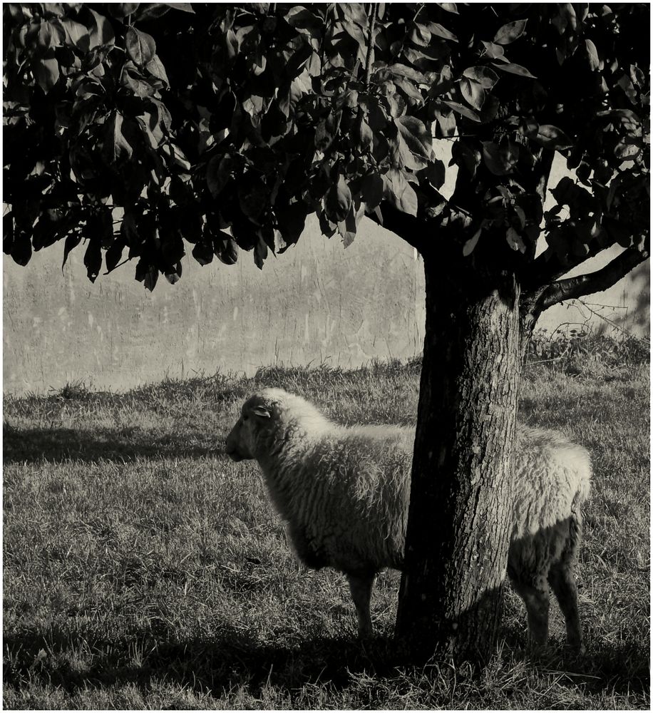 Schaf und Baum