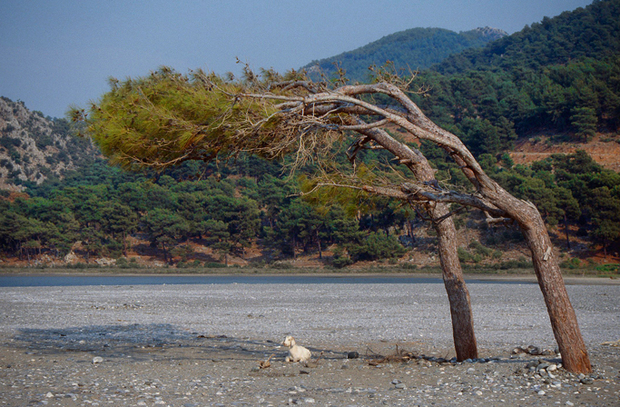 Schaf und Baum...bei 55 Grad