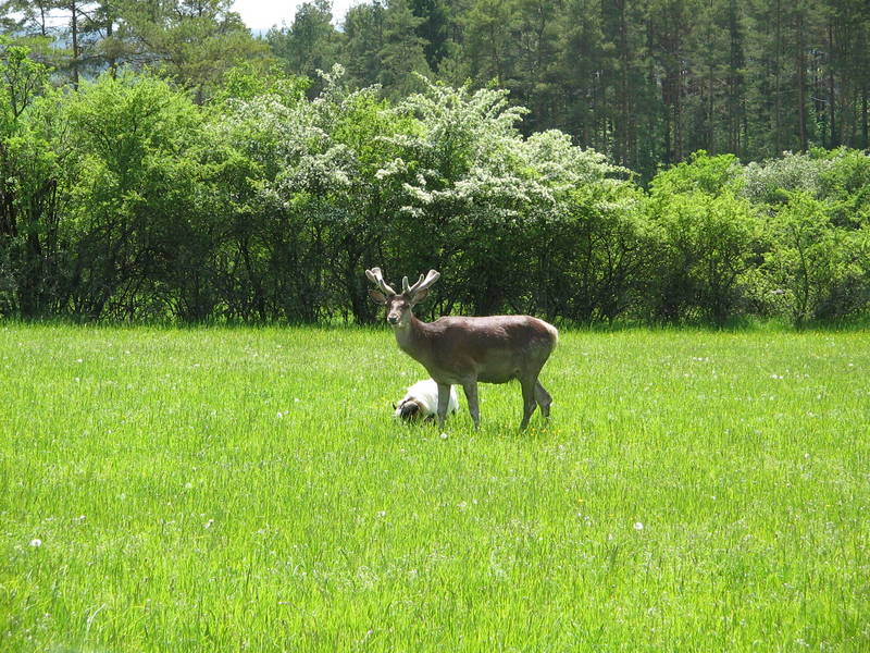 Schaf und Hirsch