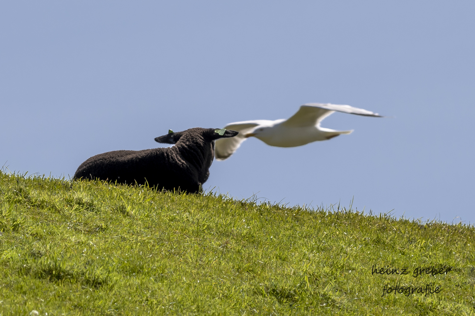 Schaf und Möwe