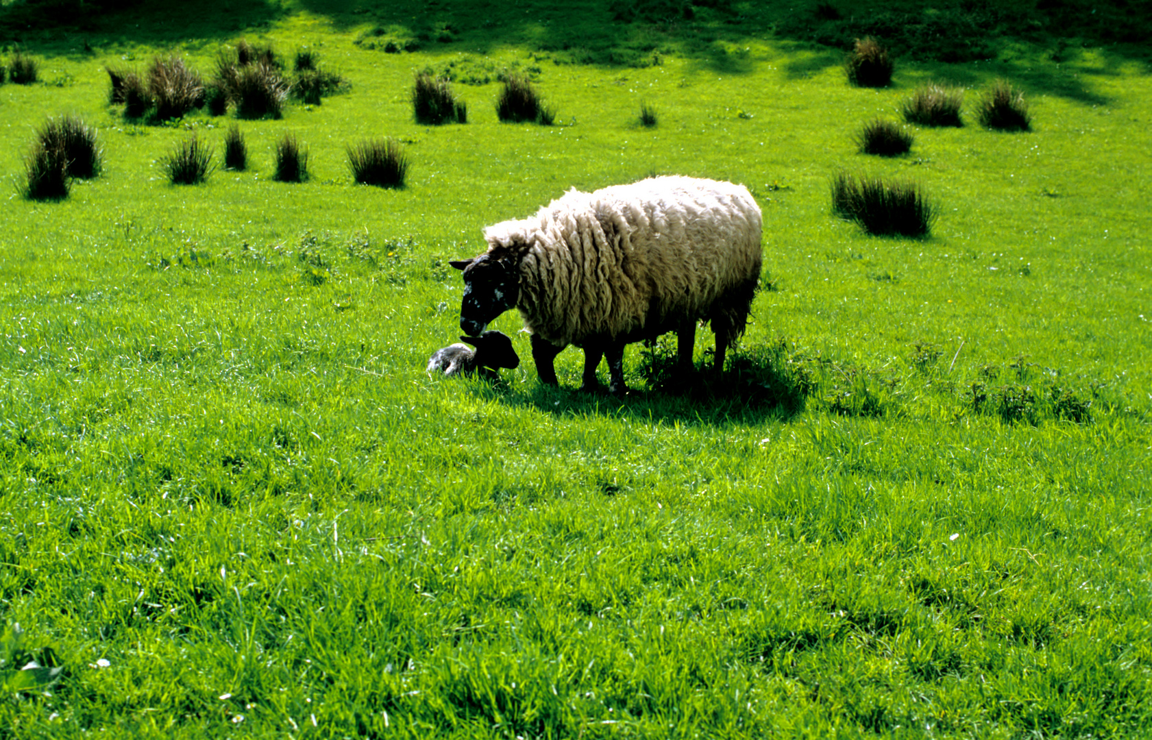 Schaf und Schäfchen