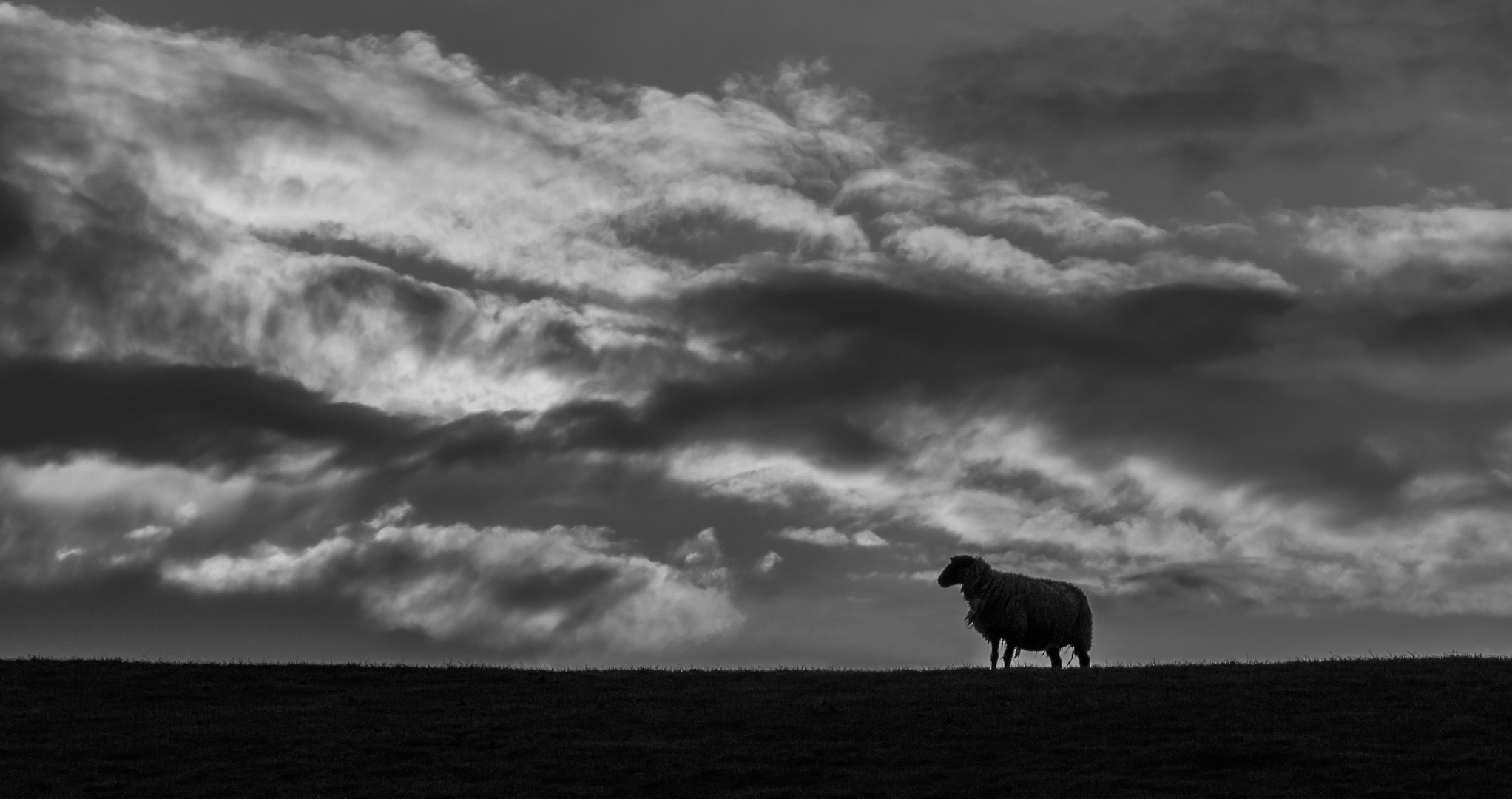 Schaf und Wolken