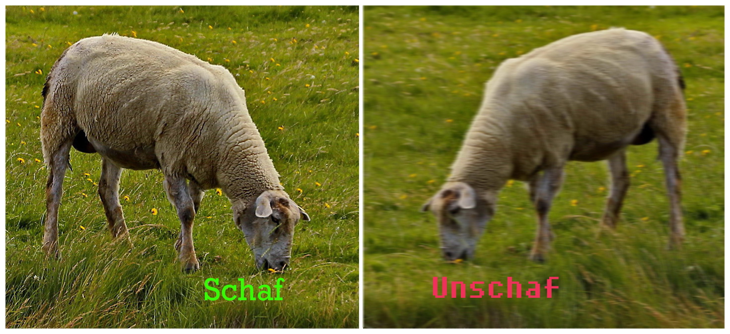 Schaf } ————————— { Unschaf