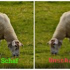 Schaf } ————————— { Unschaf