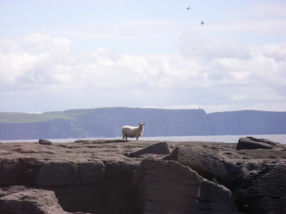 Schaf vor den Cliffs of Moher