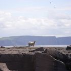 Schaf vor den Cliffs of Moher