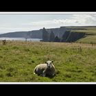 Schaf vor den Stacks of Duncansby