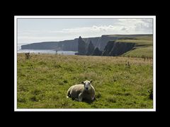 Schaf vor den Stacks of Duncansby
