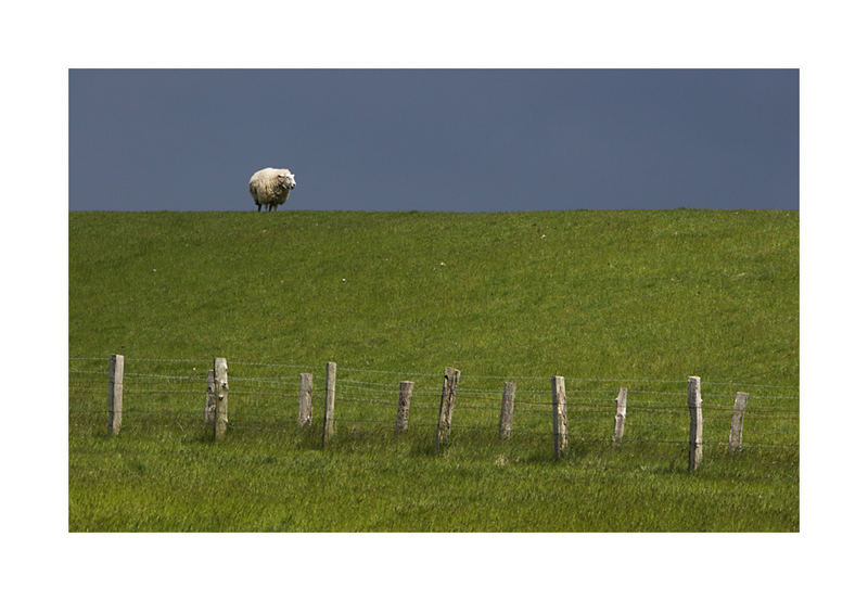 Schaf vor Donnerdrummel