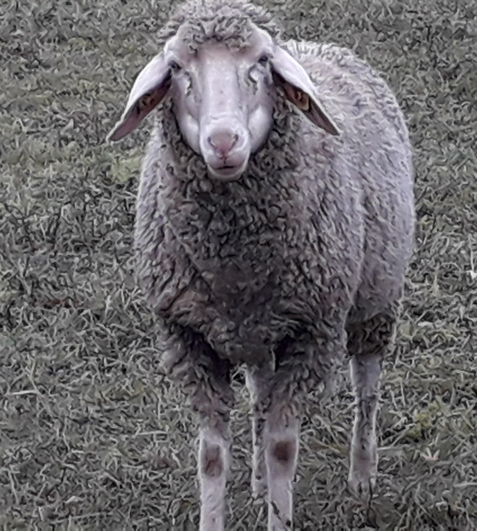 Schaf_2020_12, Bad Schönborn, Baden Württemberg