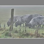 Schafböcke im Novembernebel