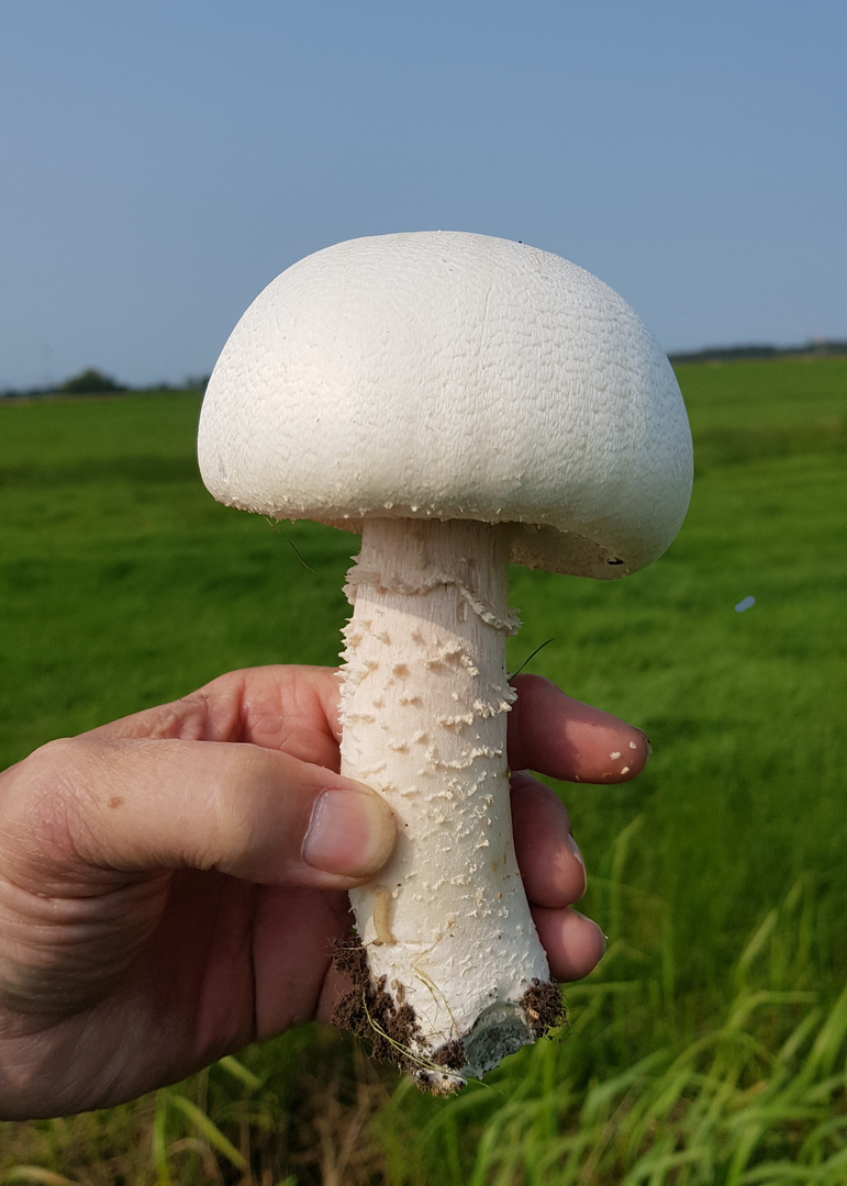 Schafchampignon