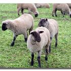 Schafe #2