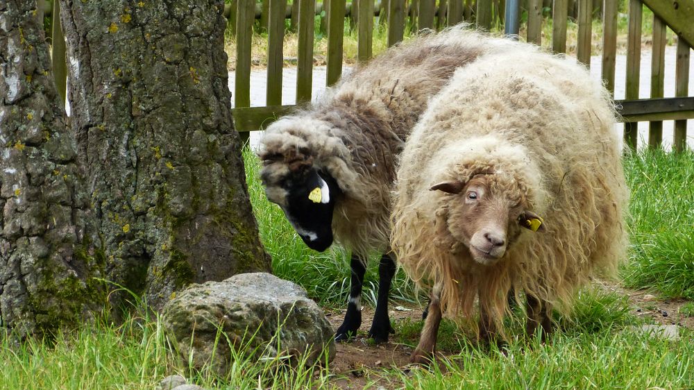 Schafe Foto & Bild | tiere, haustiere, nutztiere Bilder auf fotocommunity
