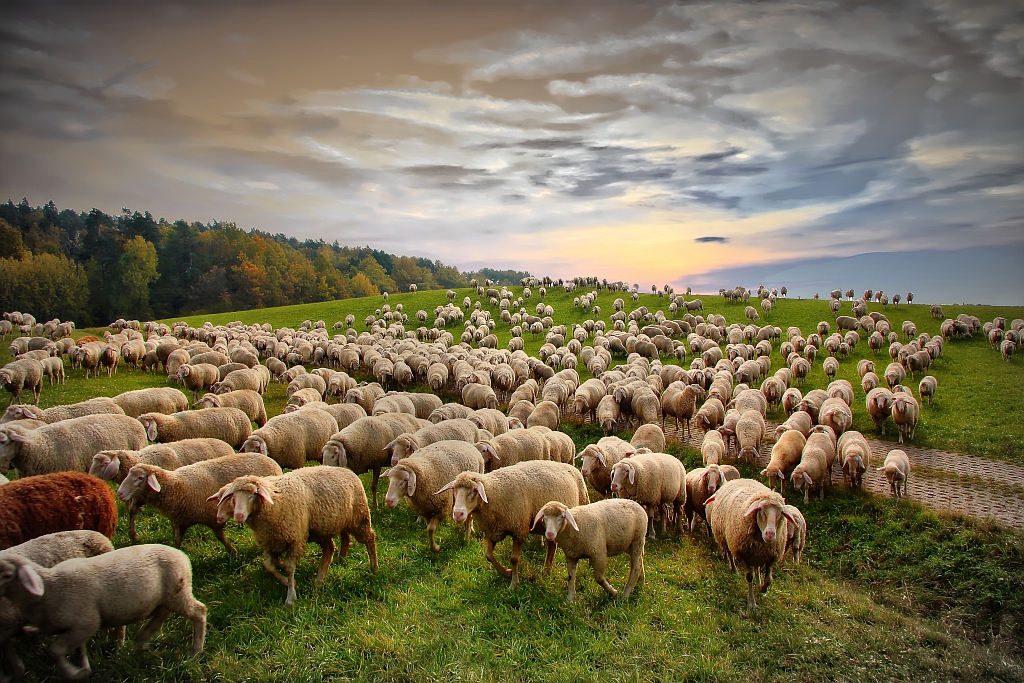 Schafe Foto & Bild | natur, tiere, wildlife Bilder auf fotocommunity