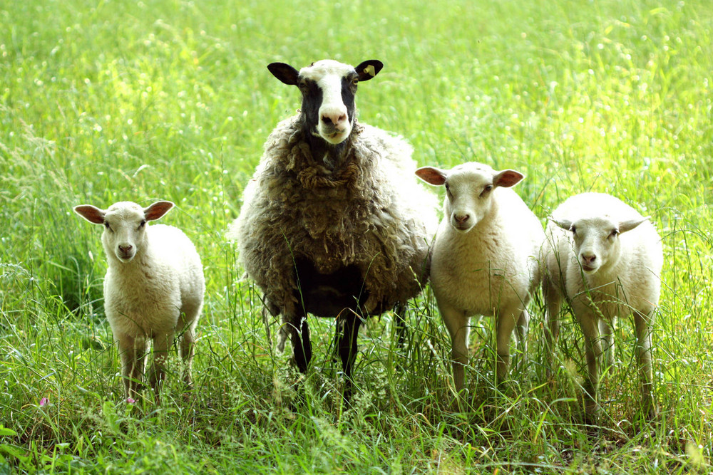  Schafe  Foto Bild  tiere haustiere sonstige Bilder  auf 