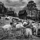Schafe als Landschaftspfleger